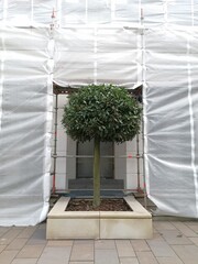 Green tree against the background of a building under construction