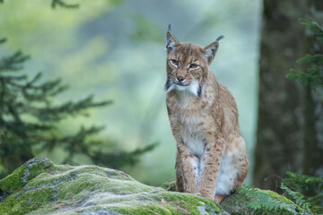 Luchs