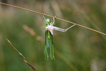 Female grasshopper sits on grass immediately after molting
