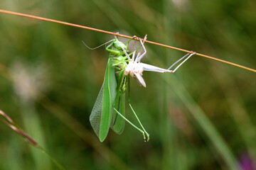 Female grasshopper sits on grass immediately after molting