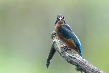 Eisvogel