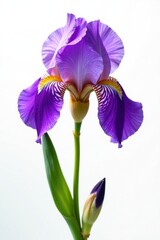 stunning purple iris flower on white background, petals, white