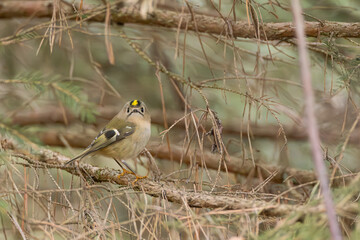 Wintergoldhähnchen