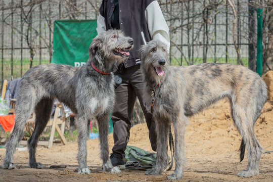 Irish wolfhounds outdoor on dog show at summer