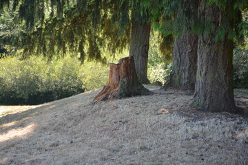 Rustic Tree Stump Amidst Tall Pine Trees on a Sunlit Grassy Slope in a Serene Woodland Setting