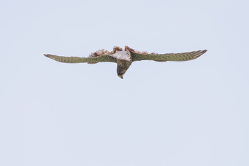 Fototapeta premium Turmfalke bei der Jagd mit Beute