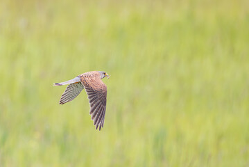 Turmfalke bei der Jagd mit Beute
