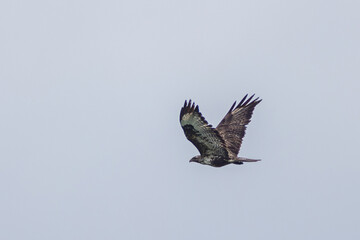 Mäusebussard