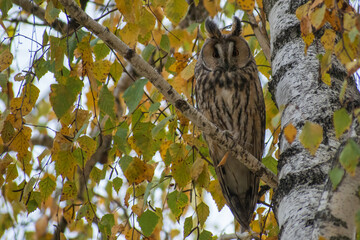 Obraz premium great horned owl perched on branch