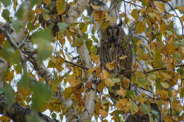 long-eared owl on the birch 