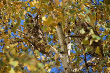 owl in the autumn wood 