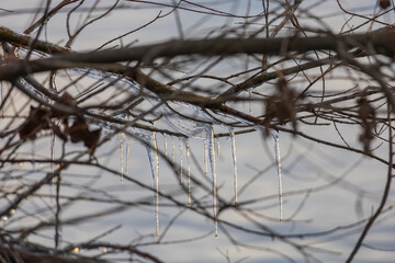 Winter ice season. Tree branches and plants covered with ice.