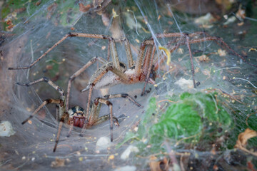 Tunnel spider. Builds a dense laminar network. Agelena labyrinthica is a species of spider in the family Agelenidae.