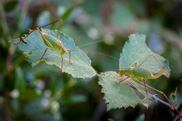 Close-up portrait of a grasshopper in the grass. Macro photography.