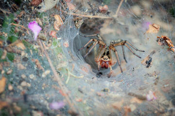 Tunnel spider. Builds a dense laminar network. Agelena labyrinthica is a species of spider in the family Agelenidae.