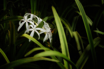 Obraz premium Armand Bayou Nature Center Pasadena, Texas, USA