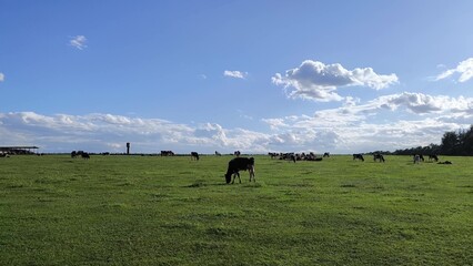 A summer day, cows in a green meadow. A meadow with grazing cows, in a meadow with grass, on a warm...