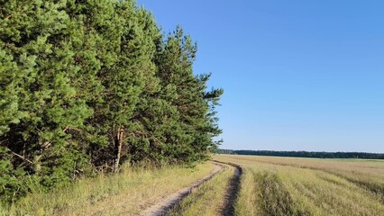 A village road with trees, a turn along the field. There is a forest nearby