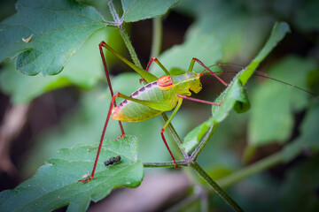 Close-up portrait of a grasshopper in the grass. Macro photography.
