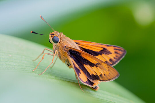 Closeup of an adorable Fiery Skipper (Hylephila phyleus) gently perched on a leaf with its proboscis neatly rolled up.