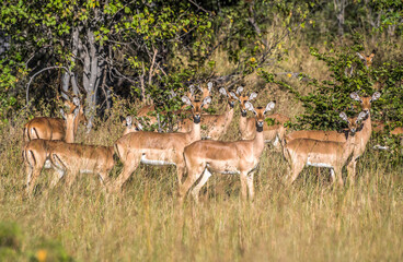 Africa, Botswana, Okavango Delta. A group of impala on the savanna in Okavango Delta.