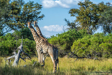 Africa, Botswana, Okavango Delta. Two giraffes standing in the savanna of Botswana.