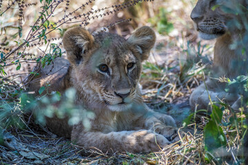 Africa, Botswana, Okavango Delta. Two baby cub lions rest in the shade of the Okavango Delta foliage.