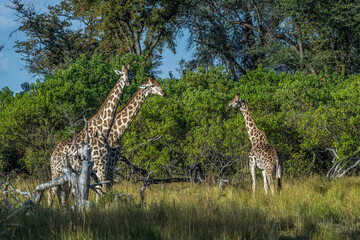 Africa, Botswana, Okavango Delta. Three giraffes walking in the savanna of Botswana.