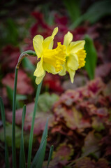 Yellow daffodils against the background of heuchera in the garden.
