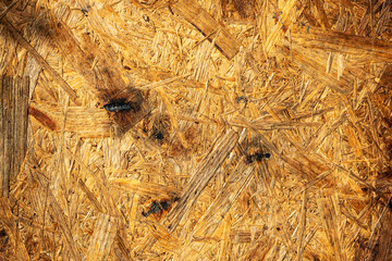 Wood abstract texture. Surface grunge backdrop. Dirty wooden effect pattern. Material background.