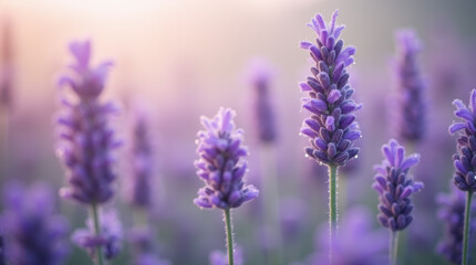  lavender flowers in a field, with soft pastel tones in the background