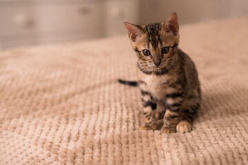 A domestic Bengali kitten sits on a beige blanket. A favorite pet.