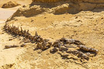 Wadi al Hitan, Faiyum, Egypt. Whale fossil along the interpretive trail at Wadi el-Hitan paleontological site. © Danita Delimont