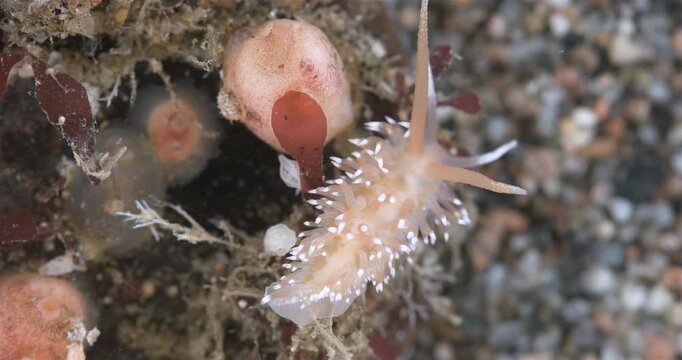 Sea slug Chlamylla intermedia close up, order Nudibranchia, Mollusca phylum, family Paracoryphellidae. Feed on hydroid polyps Tubularia indivisa. White Sea.