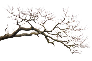 Fototapeta premium PNG Tree branch plant white background tranquility.