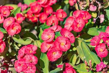 Luxor, Egypt. Red flowers in a garden.