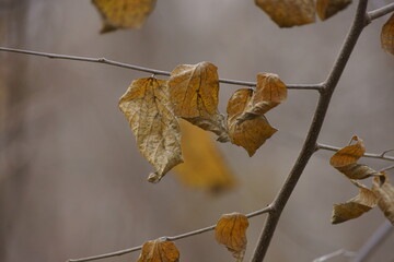 autumn leaves on the ground