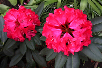 Pink rhododendron flowers in the garden.