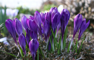Purple crocus flowers in the garden.