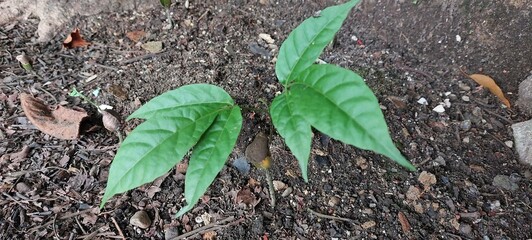 leaves on the ground