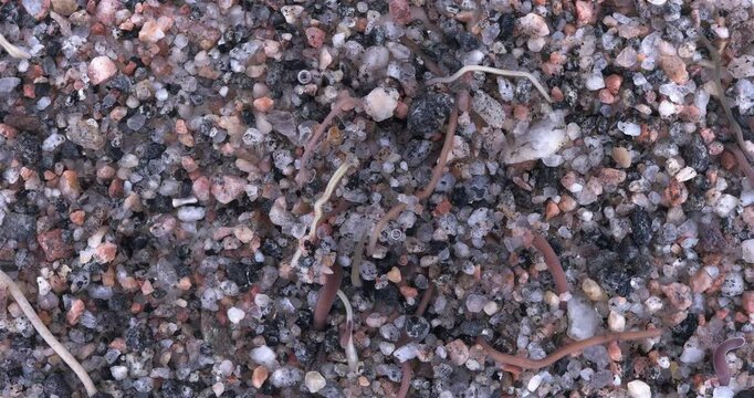 Colony of different Nemertea worms: Amphiporus lactifloreus, Lineus ruber, Lineus viridis. Predators, visible as they burrow into sandy silt and move in it. White Sea
