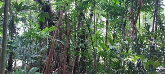 tropical forest with palm trees