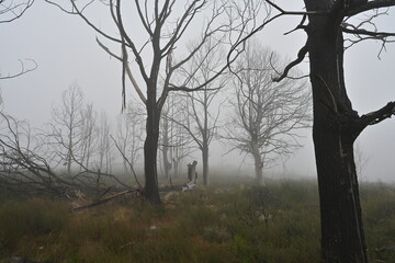 Villardeciervos , Zamora