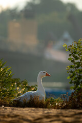 Single Duck moving gracefully toward the lake, a serene moment captured on December 21, 2024, near Leem Lake, Hatta, Dubai, UAE.