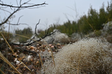 Villardeciervos , Zamora