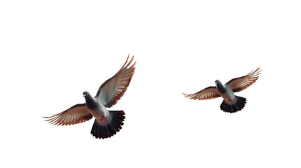 Obraz premium Photo of Flying pigeons. Flock (flight) of birds isolated on transparent background