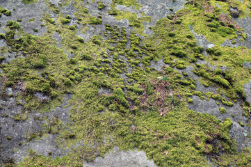 Obraz premium Texture of a mountain rock covered with green moss.