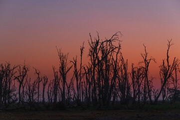 Naklejka premium Africa, Kenya, Amboseli National Park. Silhouettes of dead trees at sunset.