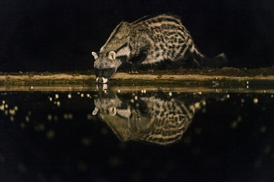 Africa, Kenya, Amboseli National Park. African civet drinking at waterhole at night.