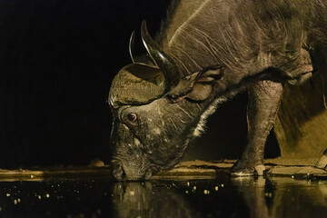 Africa, Kenya, Amboseli National Park. Cape buffalo drinking at waterhole at night.
